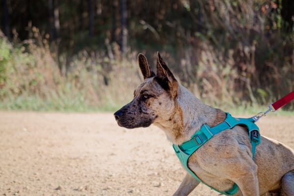 Anubis
