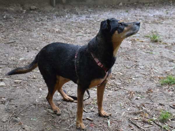 LAIKA CHAO