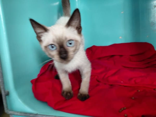 MINOU (En cours d'adoption)