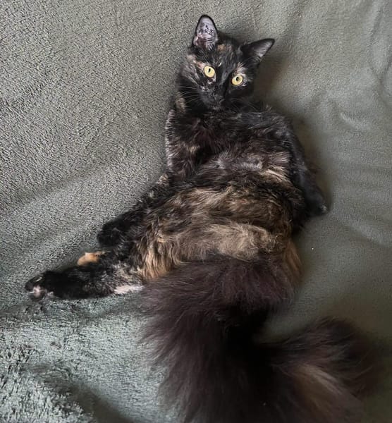 LEYA