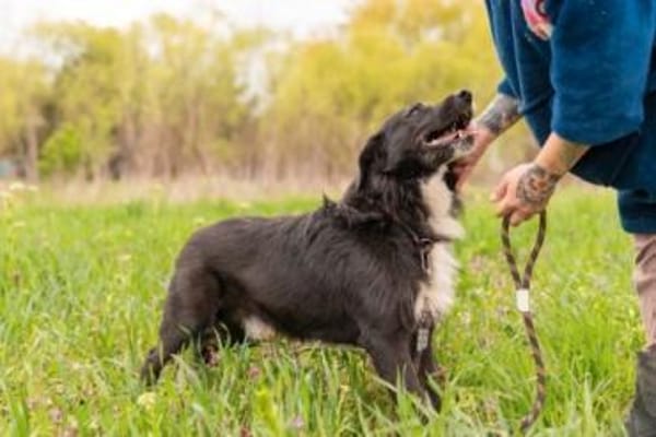 Kalle sucht sein Happyend