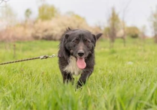 Kalle sucht sein Happyend