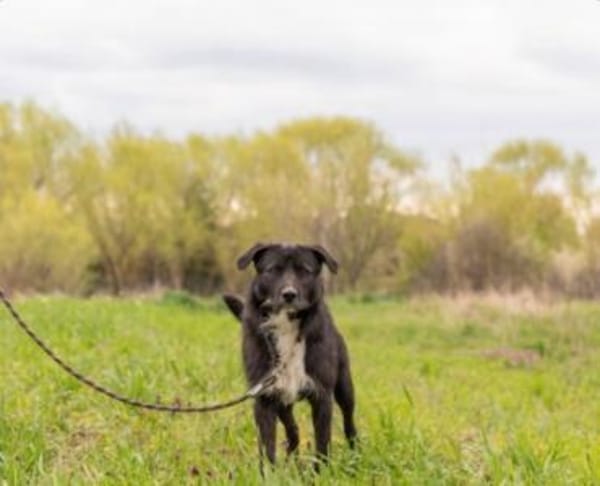 Kalle sucht sein Happyend