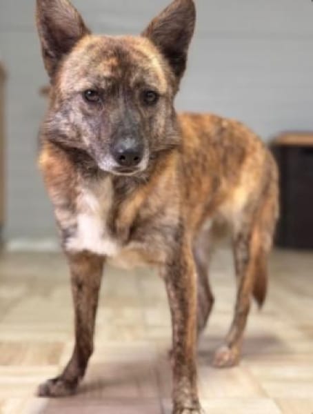 Rocky- bereit für ein neues Leben
