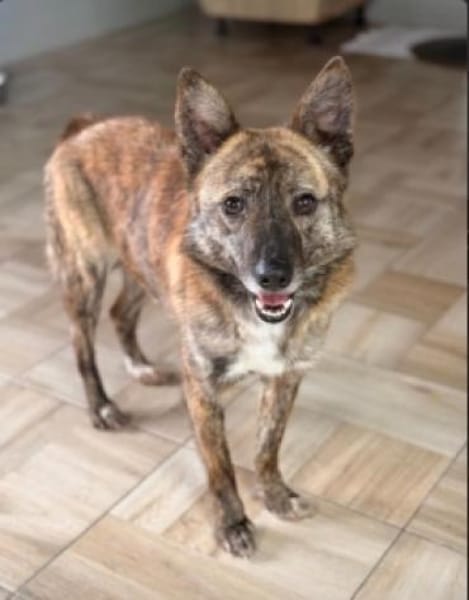 Rocky- bereit für ein neues Leben