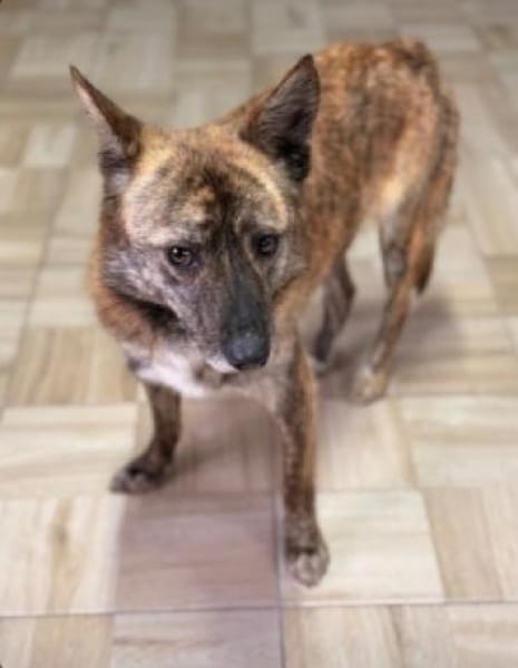 Rocky- bereit für ein neues Leben