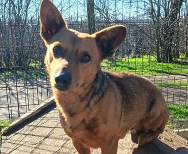 Charmanter Zulu sucht euch