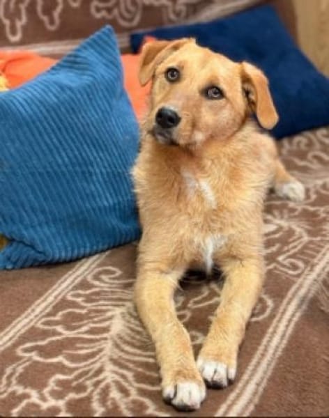 Ginger sucht ihr Für-immer-Zuhause