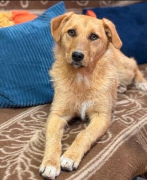 Ginger sucht ihr Für-immer-Zuhause