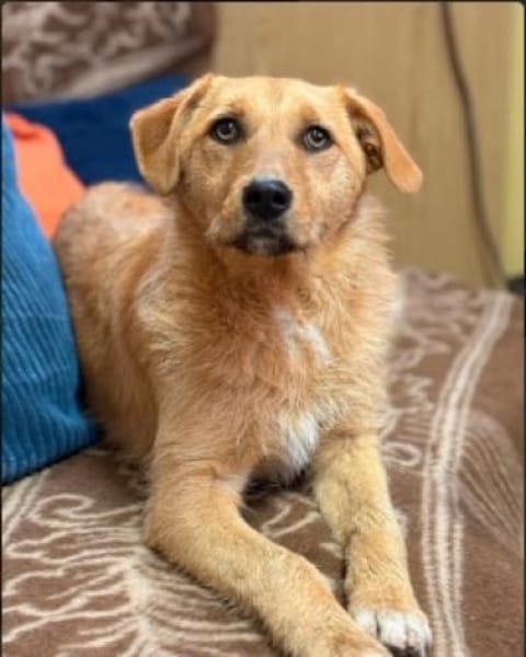 Ginger sucht ihr Für-immer-Zuhause