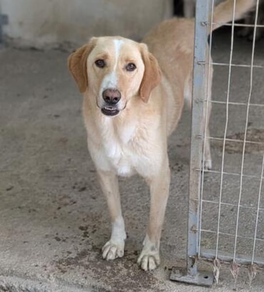 Sheldon, geb. ca. 11/2023, 47652 Weeze
