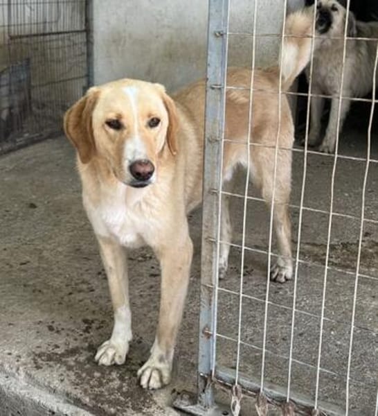 Sheldon, geb. ca. 11/2023, 47652 Weeze