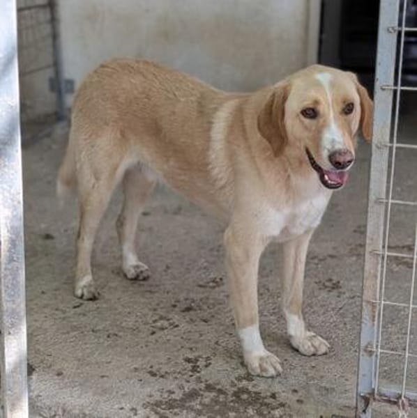 Sheldon, geb. ca. 11/2023, 47652 Weeze