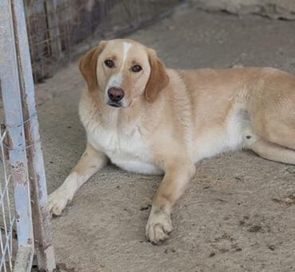 Sheldon, geb. ca. 11/2023, 47652 Weeze