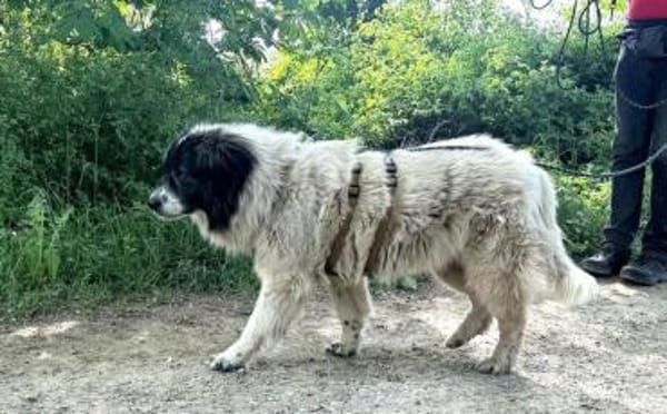 Banshee sucht Knuddelpartner