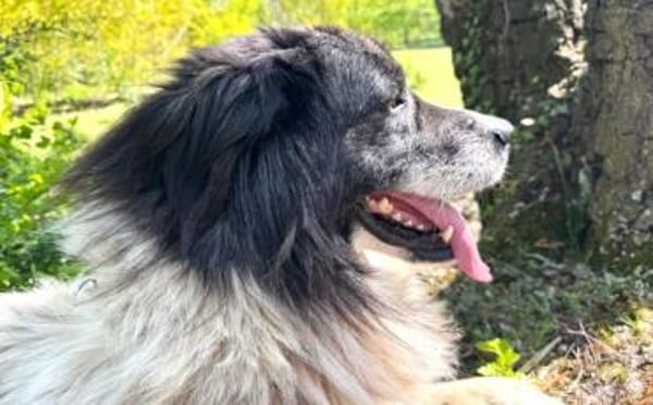 Banshee sucht Knuddelpartner
