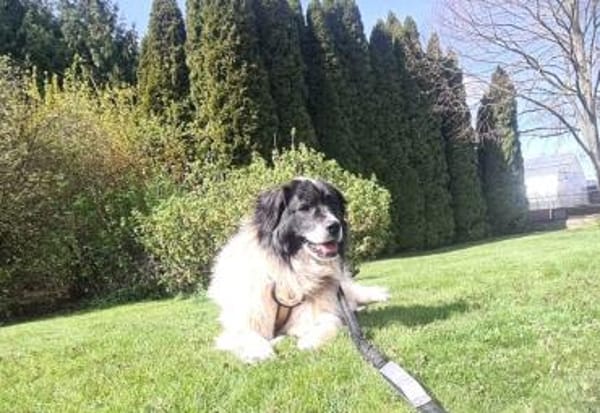 Banshee sucht Knuddelpartner