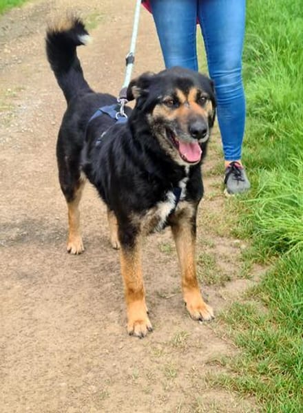 MAX in 50170 Kerpen sucht ein PS