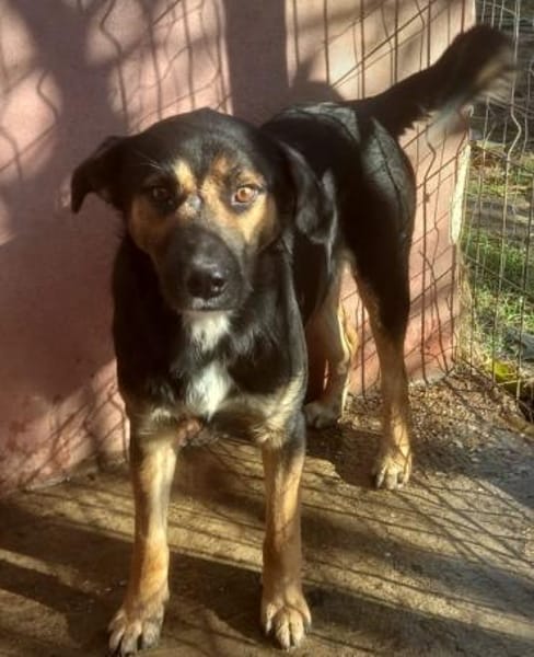 MAX in 50170 Kerpen sucht ein PS