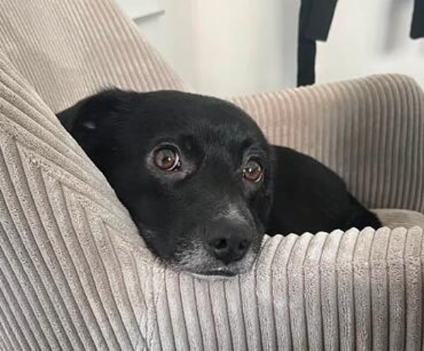 Monty sucht ein ruhiges/erfahrenes Zuhause