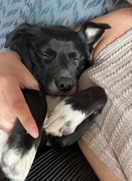 Monty sucht ein ruhiges/erfahrenes Zuhause
