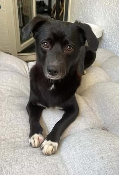 Monty sucht ein ruhiges/erfahrenes Zuhause