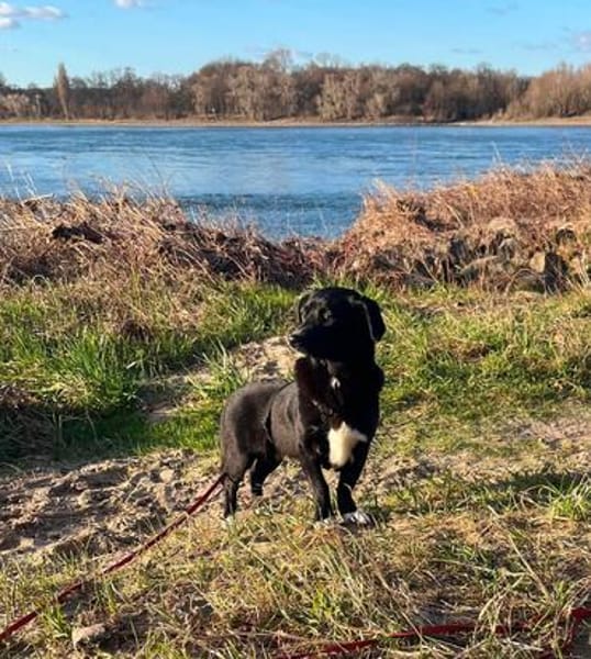 Monty sucht ein ruhiges/erfahrenes Zuhause