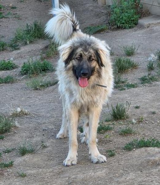 Constantin, Pflegestelle in RLP