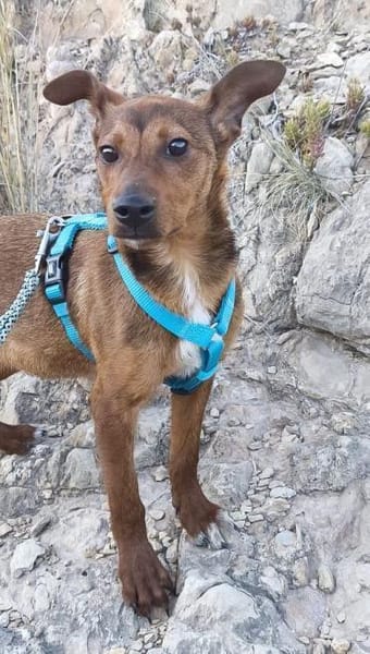 Remolino sucht sein Zuhause