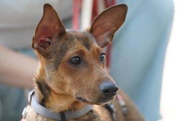Remolino sucht sein Zuhause