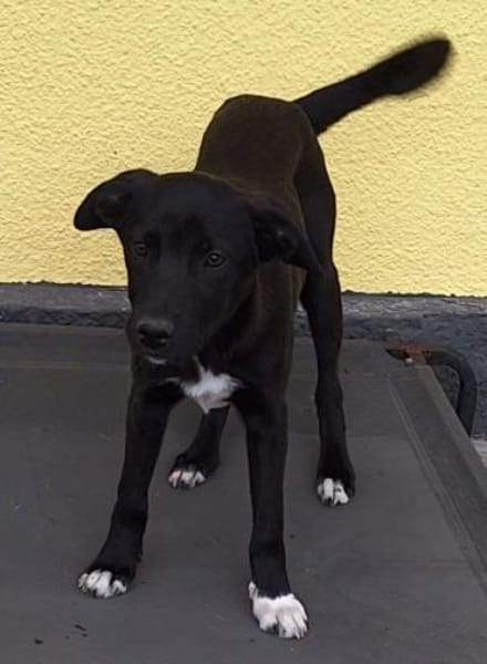 ANTONY -rundum tolles Hundekind-