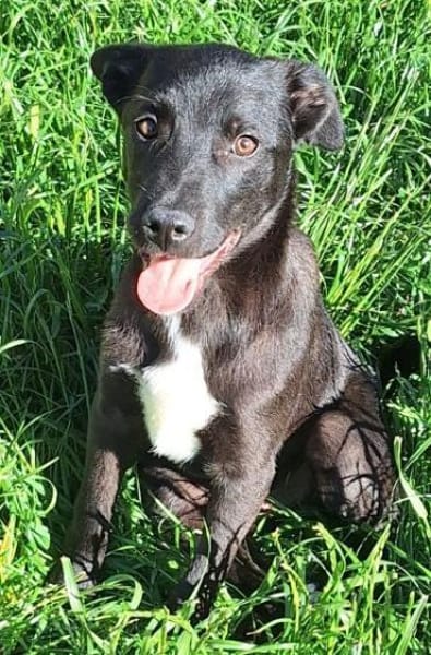 ANTONY -rundum tolles Hundekind-