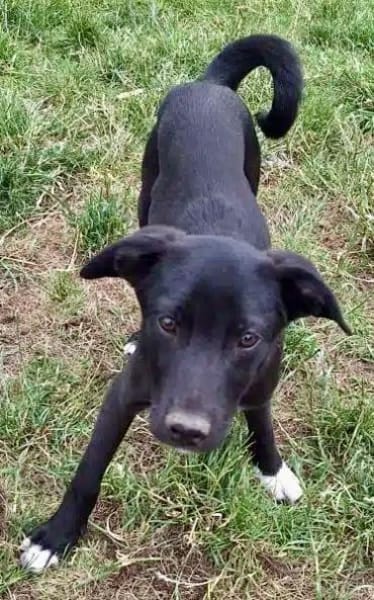 ANTONY -rundum tolles Hundekind-