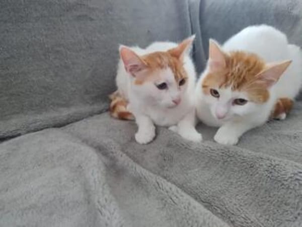 Patty & Spotty  liebe Schwestern suchen ihr  Zuhause