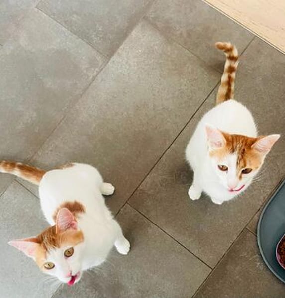 Patty & Spotty  liebe Schwestern suchen ihr  Zuhause