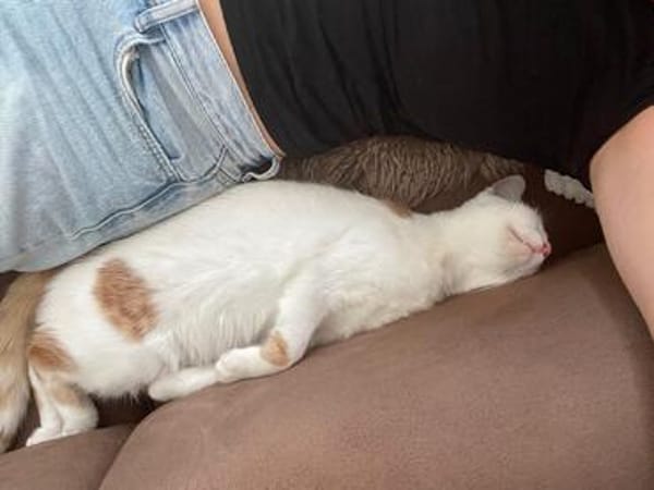 Patty & Spotty  liebe Schwestern suchen ihr  Zuhause