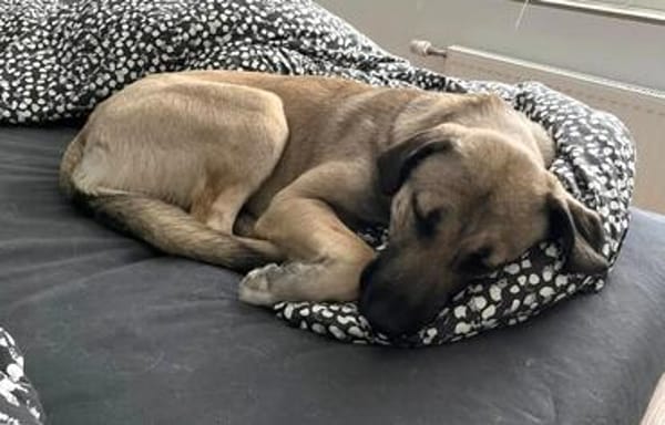 fröhlicher Junghund MYCROFT