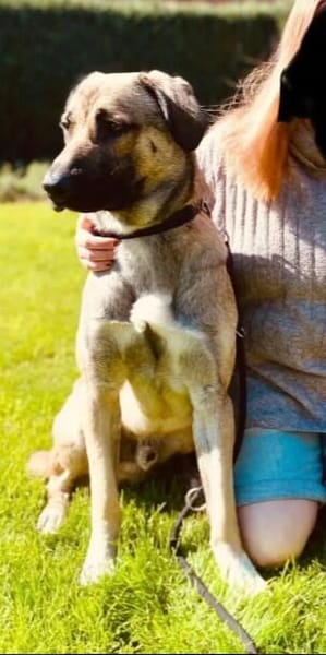 fröhlicher Junghund MYCROFT