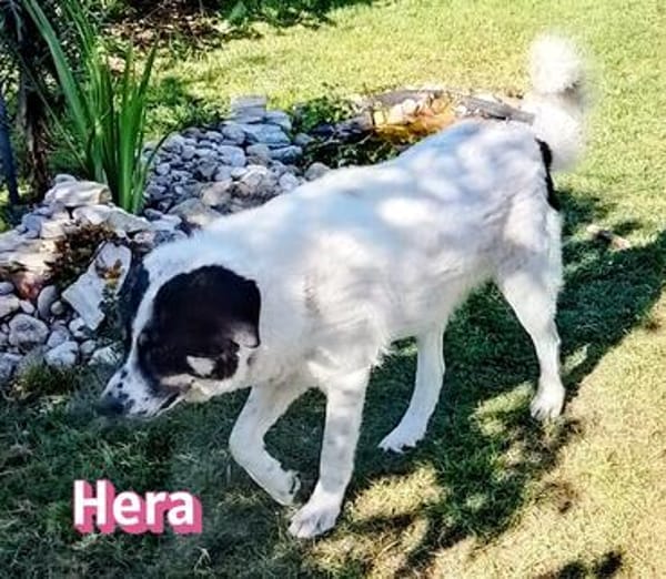 Hera - freundlich und menschenbezogen