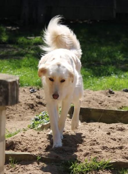 Oreo auf Pflegestelle in Hessen