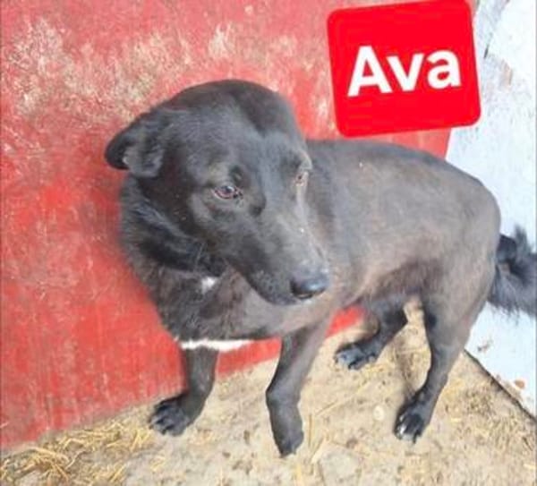 Ava sucht ein Zuhause