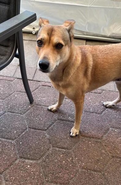 Bella sucht ein ruhiges Zuhause mit Herz und Verständnis