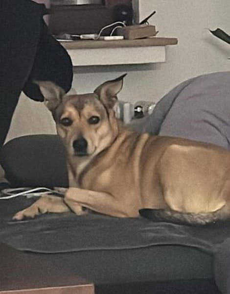 Bella sucht ein ruhiges Zuhause mit Herz und Verständnis