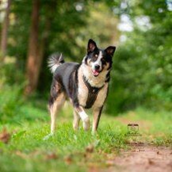 Mogli P braucht einen Neuanfang