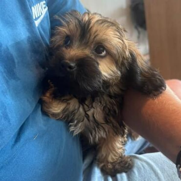 Cupcake💕ganz junges Hundekind