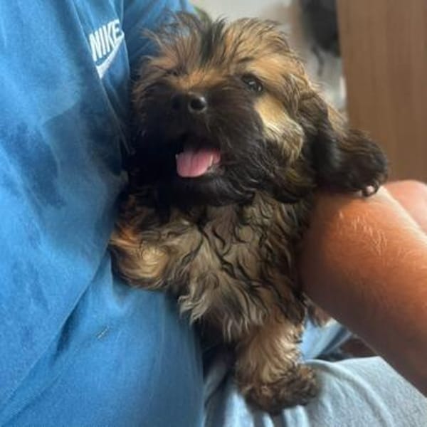 Cupcake💕ganz junges Hundekind