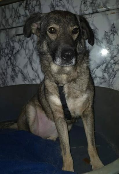 BELLA LUCY jetzt auf PS in 65597 Hünfelden