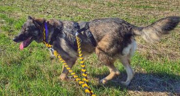 BELLA LUCY jetzt auf PS in 65597 Hünfelden