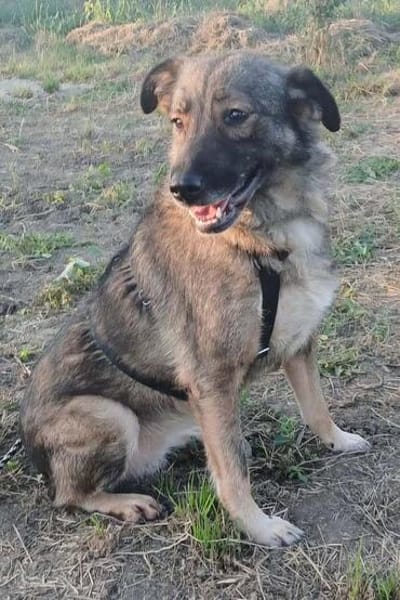 BELLA LUCY jetzt auf PS in 65597 Hünfelden