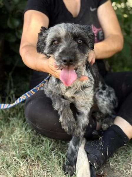Leoni KK  tapfere Kämpferin sucht ihr Happy End 🐾